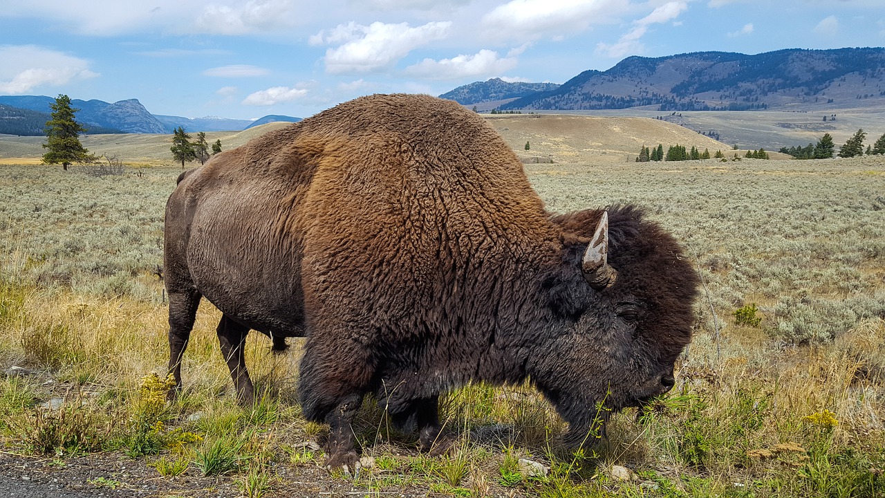 buffalo, bison, animal